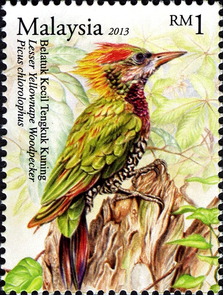 Lesser Yellownape (Picus chlorolophus)