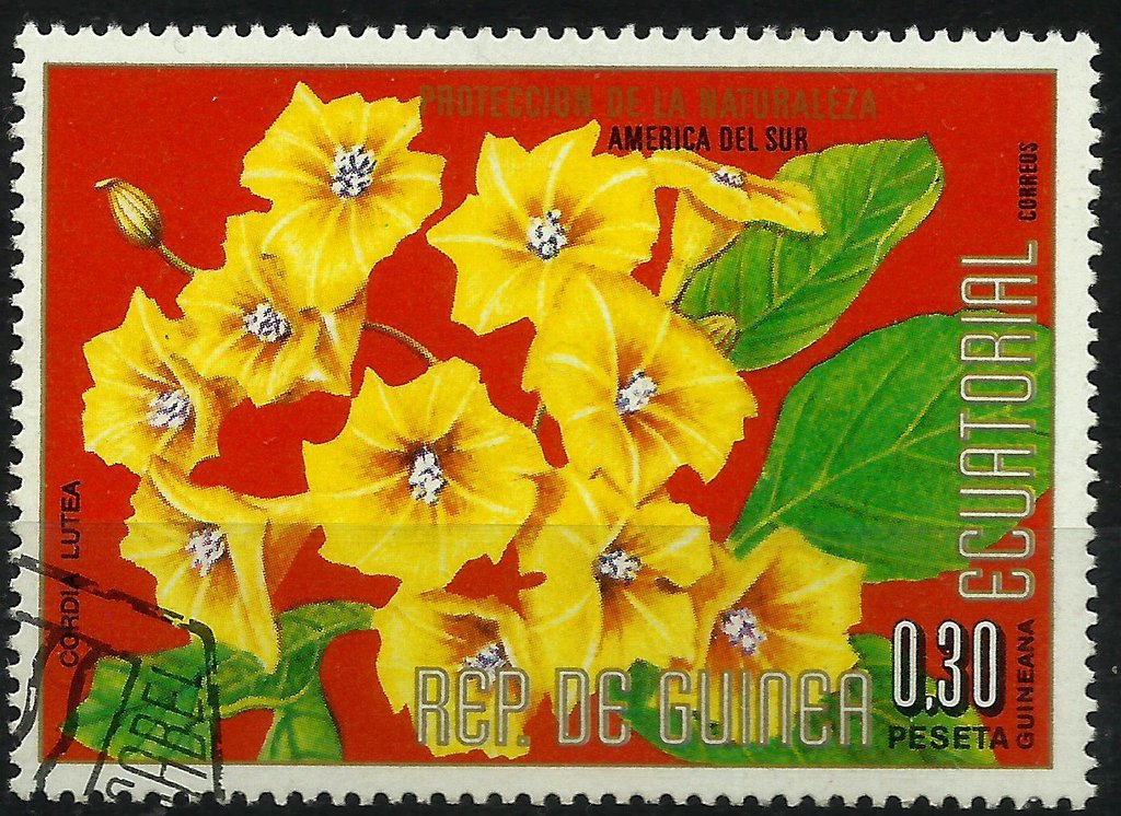Cordia lutea