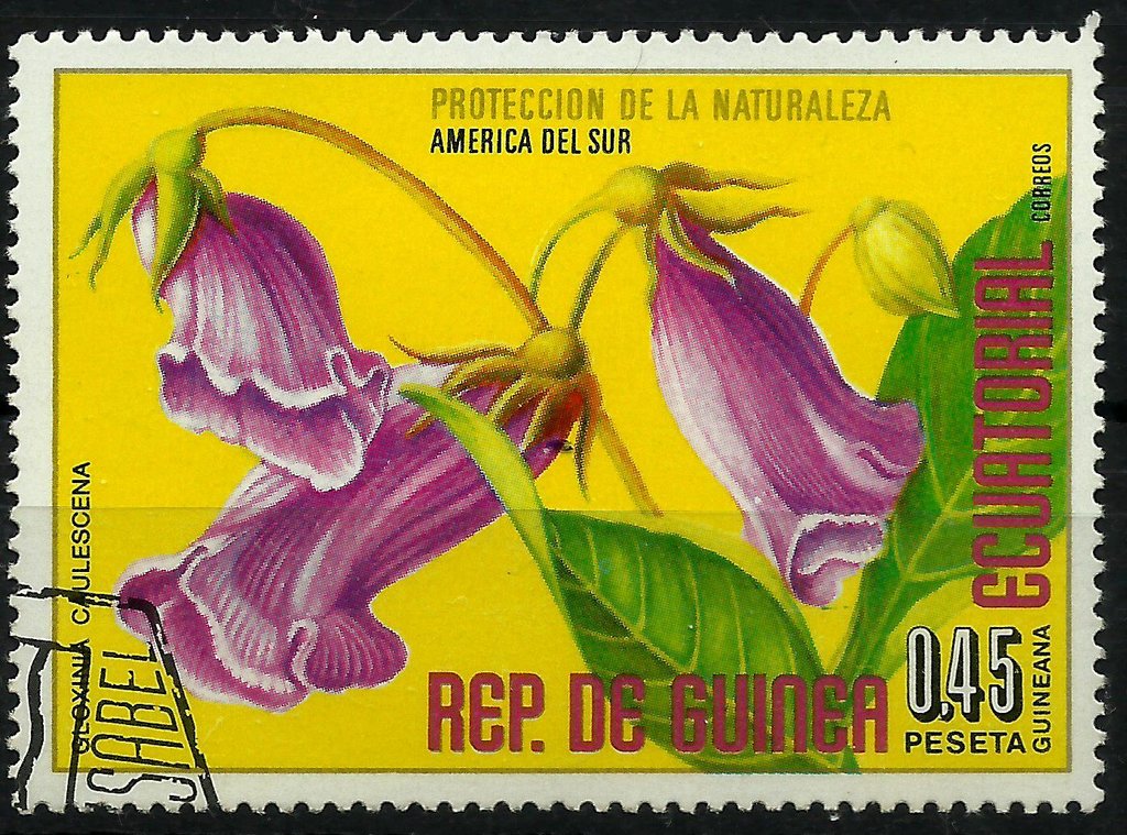 Gloxinia caulescens