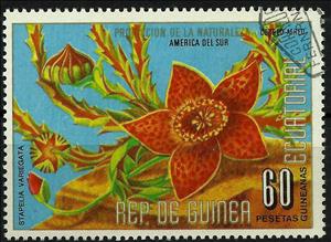 Stamp, Stapelia variegata, Equatorial Guinea,  , Flowers, Plants (Flora)