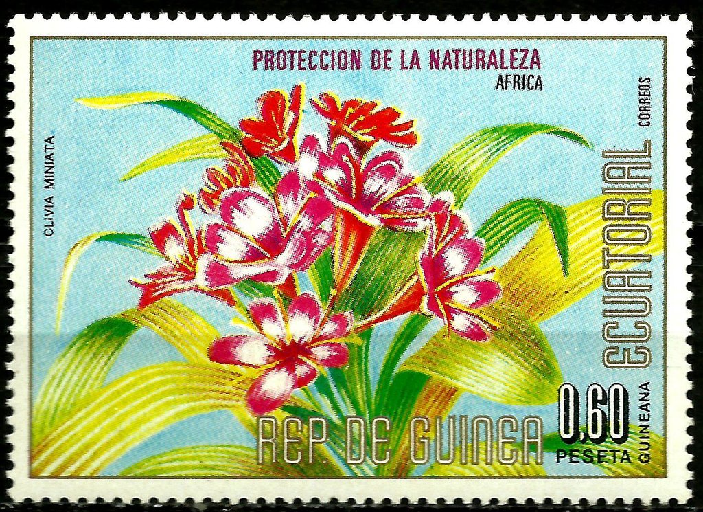 Clivia miniata