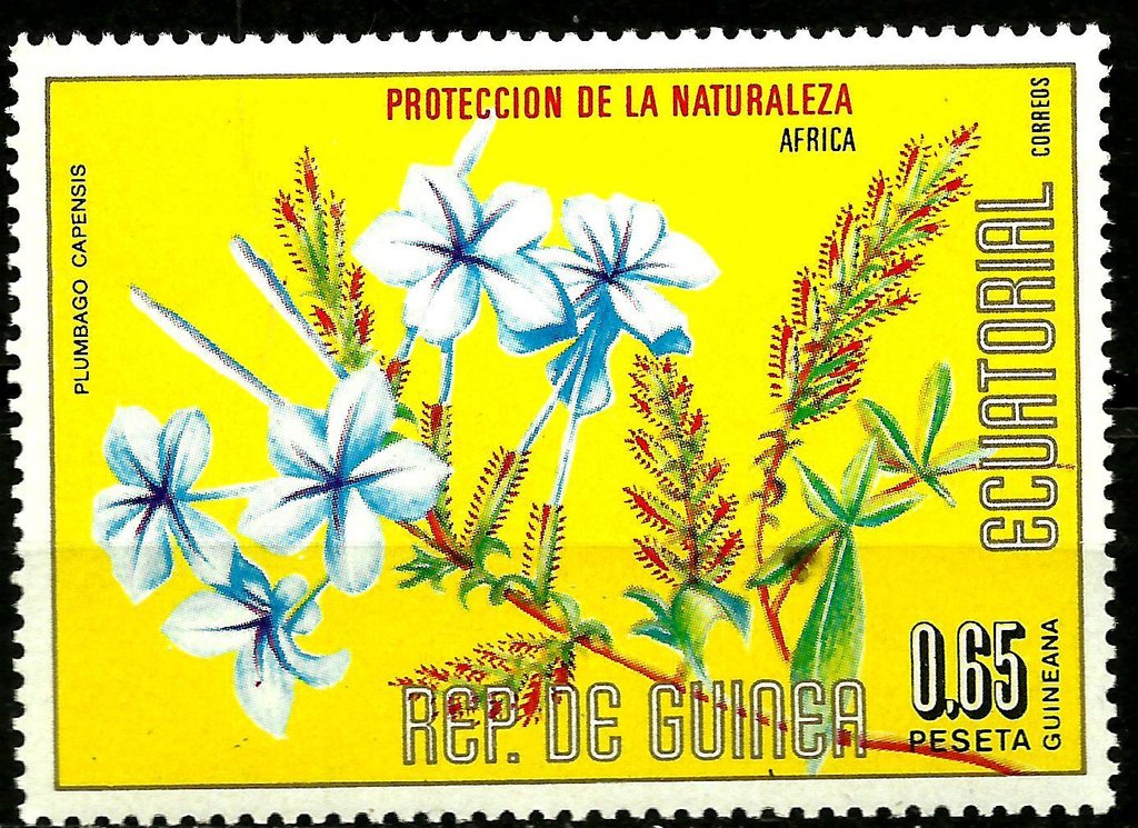 Plumbago capensis