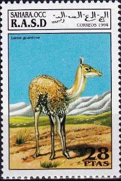 Lama guanicoe