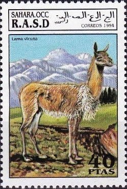 Vicuña (Vicugna vicugna)
