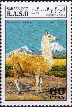 Lama guanicoe glama