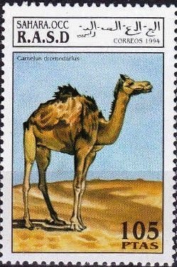 Dromedary (Camelus dromedarius)