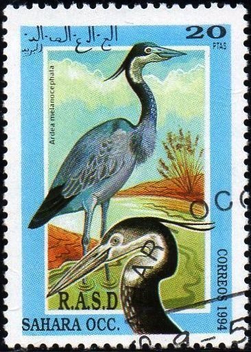 Ardea melanocephala