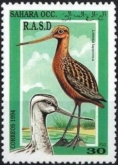 Bar-tailed godwit (Limosa lapponica)