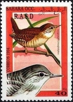 Eurasian wren (Troglodytes troglodytes)