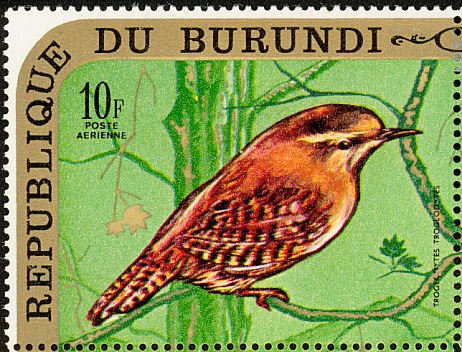 Winter Wren (Troglodytes troglodytes)