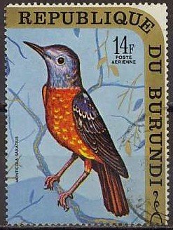 Common Rock Thrush (Monticola saxatilis)