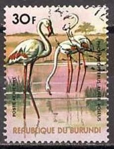 Flamingos