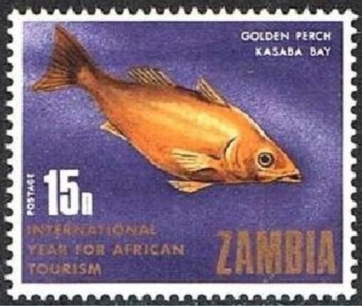 Golden Perch