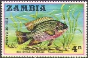 Redbreast Tilapia (Tilapia rendalli)