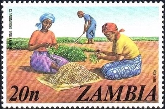 Peanuts harvesting