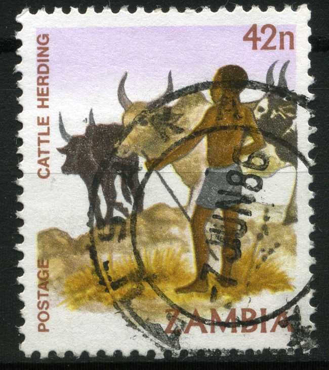 Cattle herding