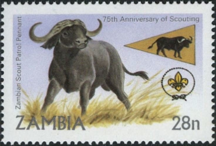 African Buffalo (Syncerus caffer)