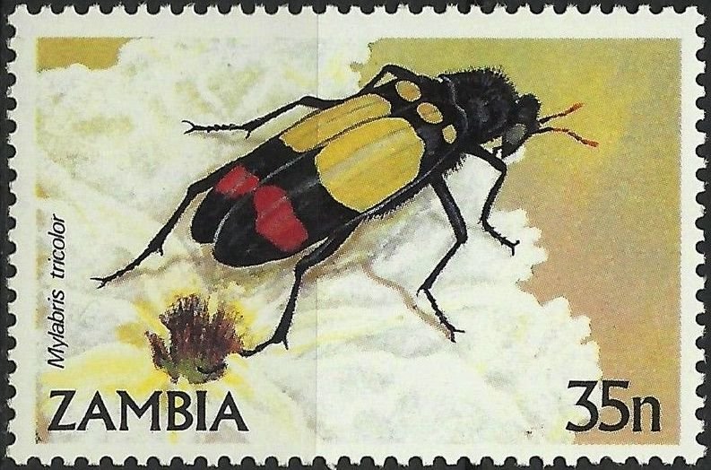 Tricolor Blister Beetle (Mylabris tricolor)