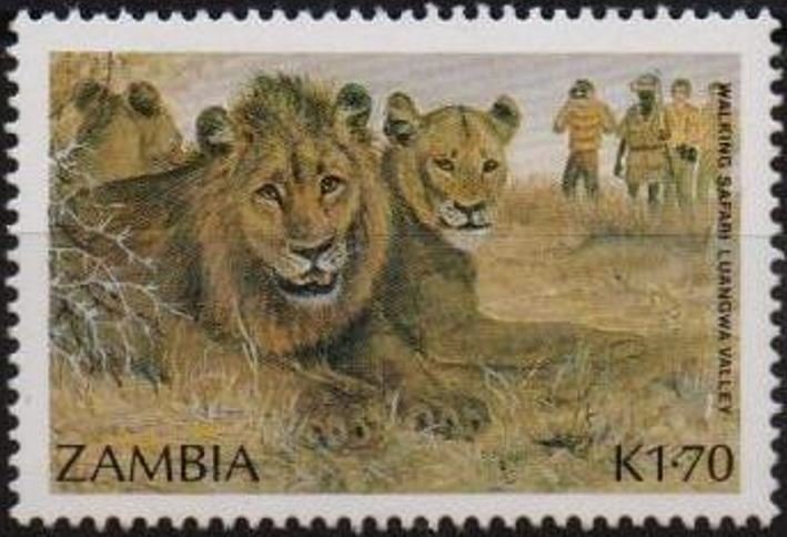 Lion (Panthera leo)
