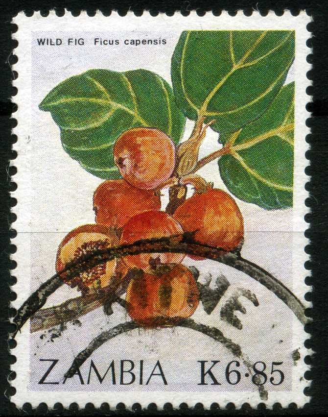 Ficus capensis