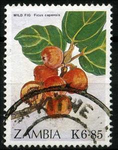 Stamp, Ficus capensis, Zambia,  , Fruits