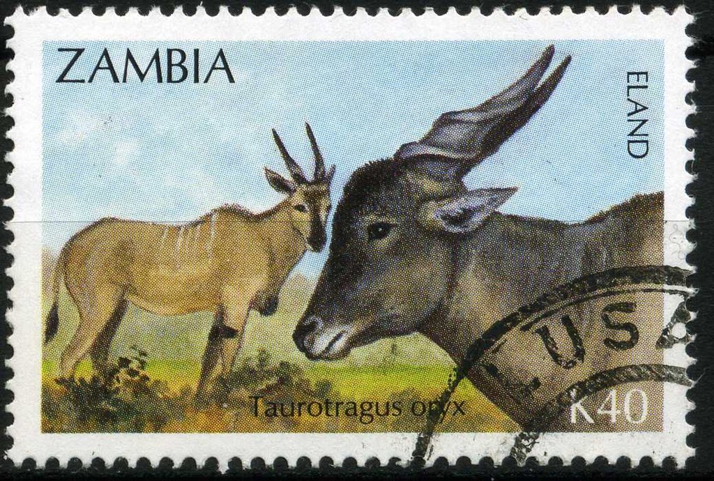 Common Eland (Taurotragus oryx)