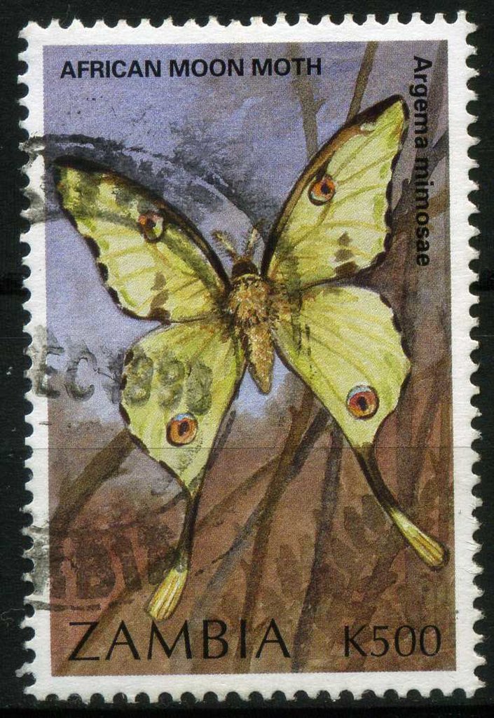 African Moon Moth (Argema mimosae)