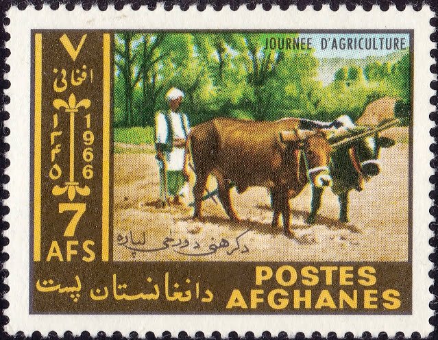 Domestic Cattle (Bos taurus)