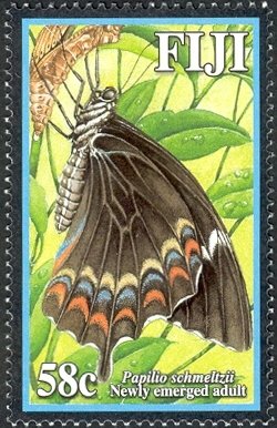 Fiji Swallowtail (Papilio schmeltzii) 
