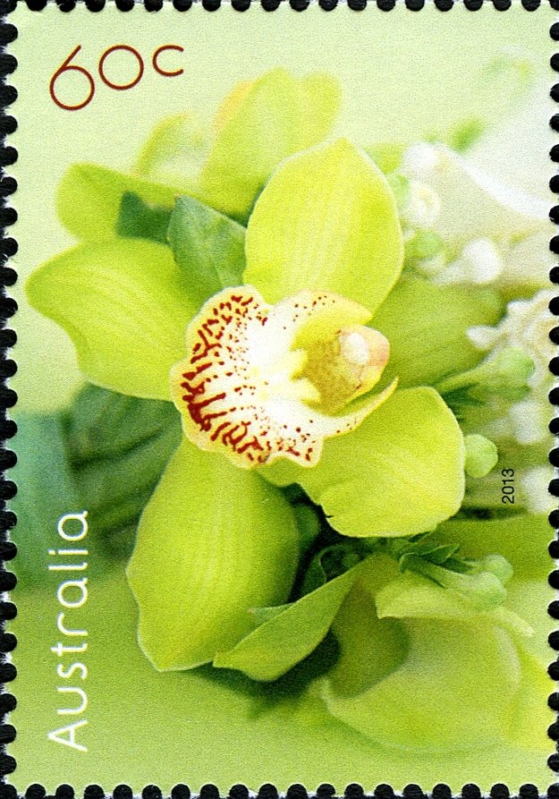 Orchid