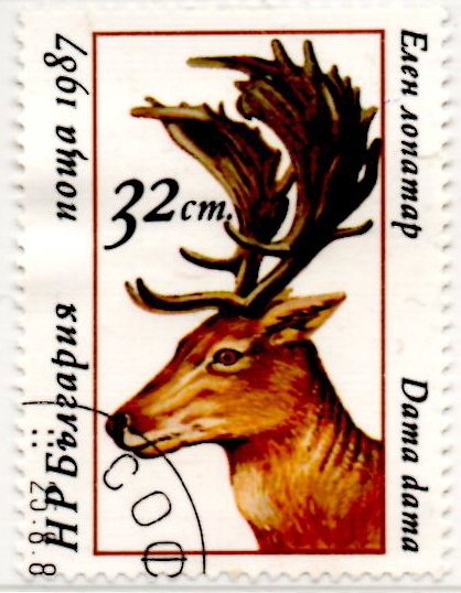 Fallow Deer (Dama dama)