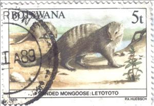 Stamp, Banded Mongoose (Mungos mungo), Botswana,  , Animals (Fauna)
