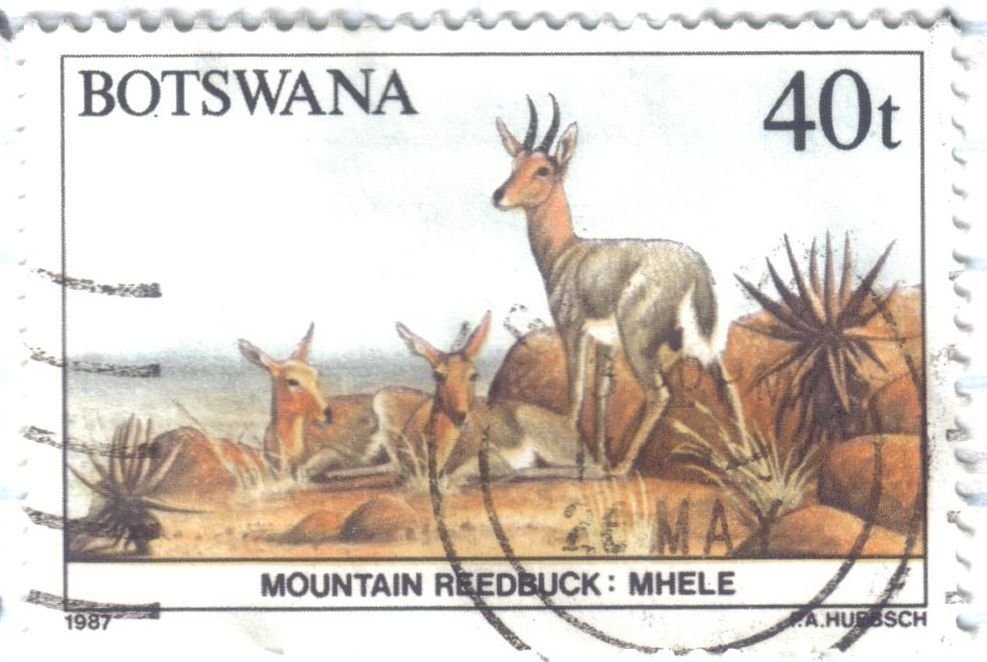 Mountain Reedbuck (Redunca fulvorufula)