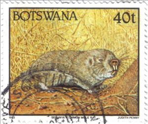 Stamp, Common Mole-rat (Cryptomys hottentotus), Botswana,  , Animals (Fauna)