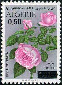 Stamp, Rosa odorata, Algeria,  , Flowers, Roses