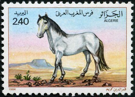 Horses (Equus ferus caballus)