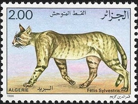 Wildcat (Felis silvestris)