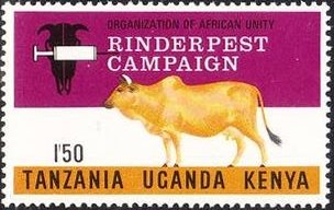 Domestic Cattle (Bos primigenius taurus)