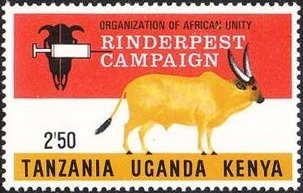 Zebu (Bos primigenius indicus)