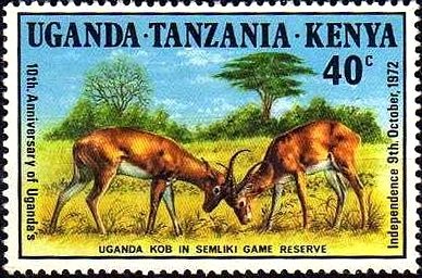 Ugandan Kob (Kobus kob thomasi)