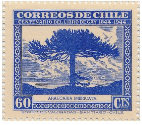 Araucaria Pine