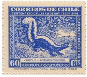 Stamp, Striped Skunk (Mephitis chilensis), Chile,  , Mammals, Animals (Fauna)