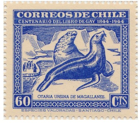 Southern Sea Lion (Otaria byronia)