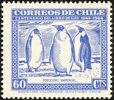 Emperor Penguin (Aptenodytes forsteri)