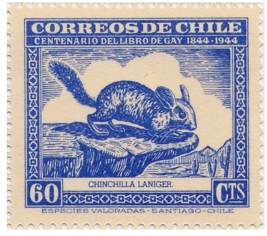 Lesser Chinchilla (Chinchilla laniger)
