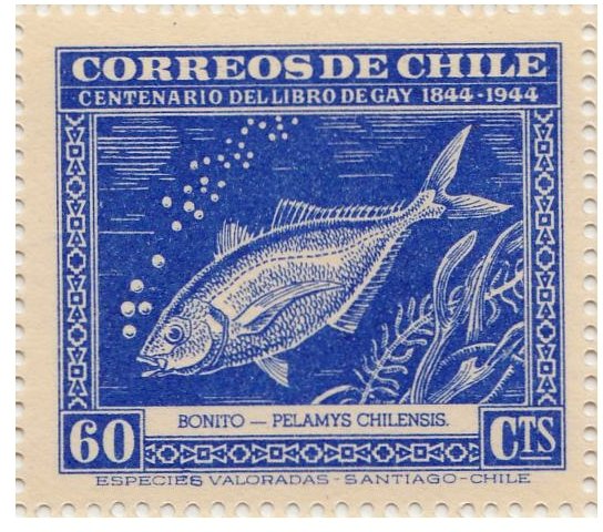 Pacific Bonito (Pelamys chilensis)