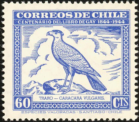 Southern Crested Caracara (Polyborus plancus)