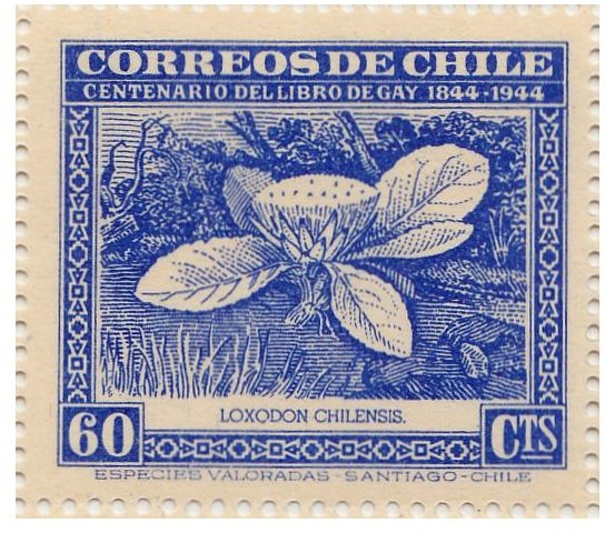 Loxodon flower