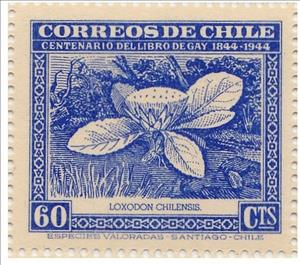 Stamp, Loxodon flower, Chile,  , Flowers, Plants (Flora)