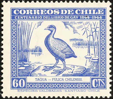 Giant Coot (Fulica gigantea)